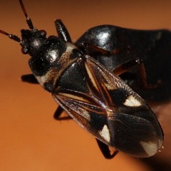 Raglius alboacuminatus